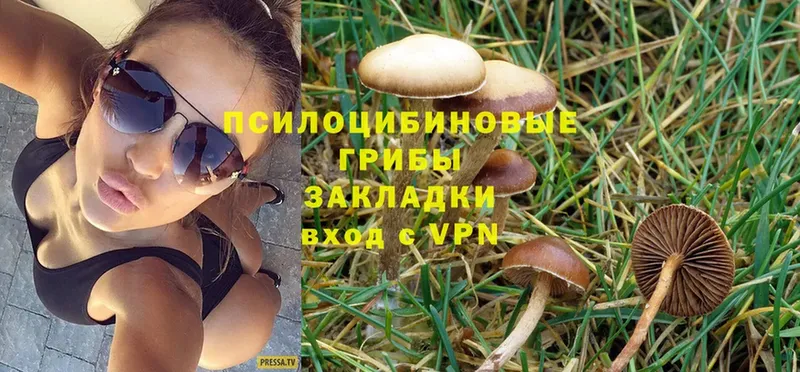 ссылка на мегу ТОР  Лосино-Петровский  Галлюциногенные грибы Psilocybe 